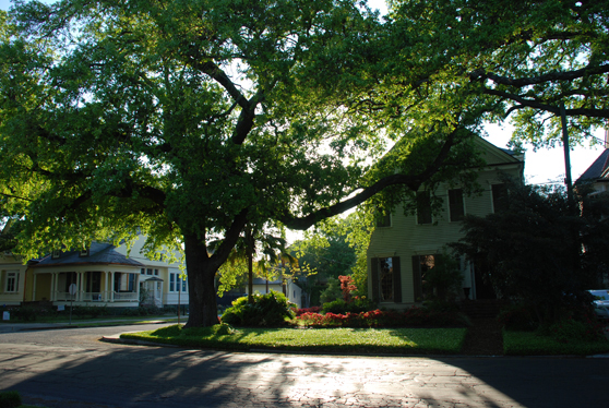 Uptown neighborhood unaffected by flooding.